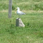 Seagull on a gravestone