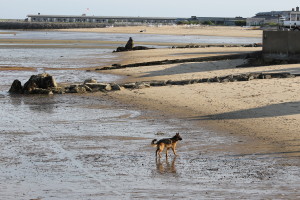A German shepherd explores low tide in Provincetown.