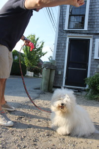 Havi, a Coton de Tulear, is owned by Brian Lawner and Edward Benedetti.
