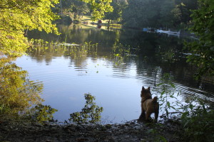 Rogue, a Norwich terrier, checks out the creatures in the waters of Crocker Pond.