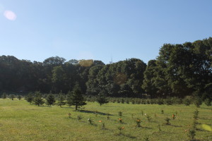 The Bunkers have an eight-acre tree farm on their property on Crocker Pond. The Bunker land is protected by a conservation restriction that prevents any further building of homes on the land. On the other side of the pond is the Bourne Farm property, which is owned by Salt Pond Areas Bird Sanctuaries and is also protected by a conservation restriction.