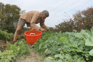 Stan Ingram, field manager at Coonamessett Farm, picks arugula.