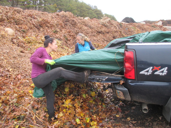 Tricia Souza-DeMello and Heather Medeiros pull heavy wet leaves from the back of their truck.