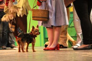 Toto and the ruby red slippers.