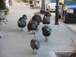 The turkey gang of Falmouth.
