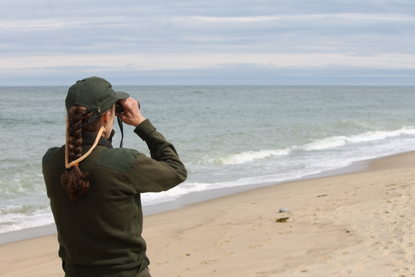 Mary Hake, resource management specialist at the Cape Cod National Seashore, looks for piping plover nests at Coast Guard Beach