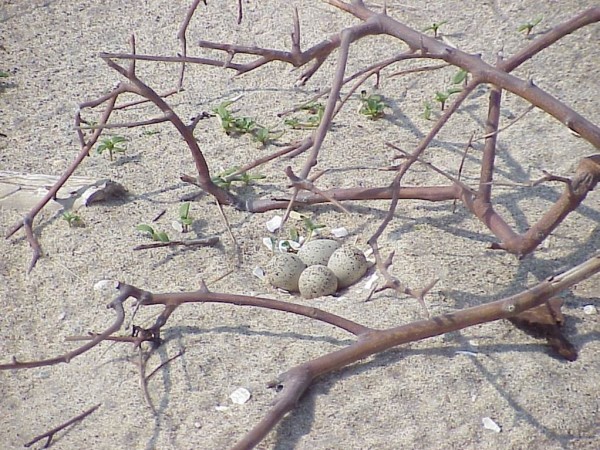 Piping Plover Nest PHOTO CREDIT: MARY HAKE
