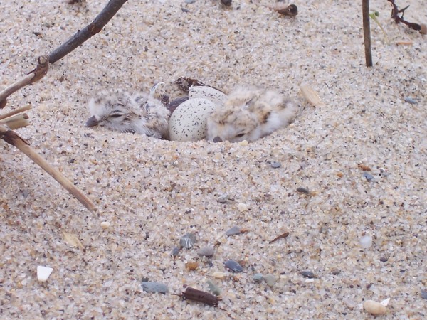 Newly hatched piping plover chicks PHOTO CREDIT - MARY HAKE