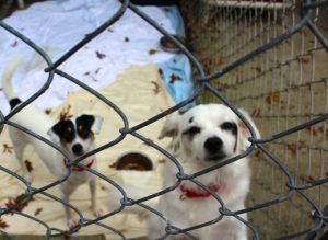 Cupcake and Brownie are a bonded pair of Jack Russell terriers that share a cage at the facility.