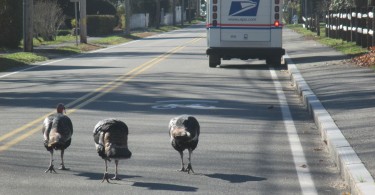 Turkeys and mailman