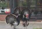 Turkeys on Main Street