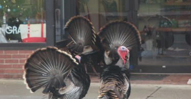 Turkeys on Main Street