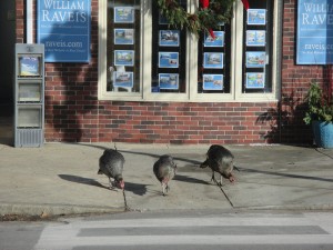 Turkeys on Main Street 