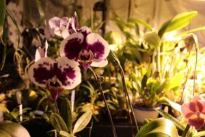 Most of Balog's orchids are hybrids.