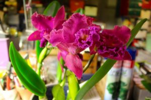 Orchids comes in a wide range of vibrant colors.