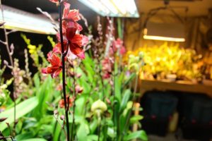 Balog's basement contains 700 to 1,000 orchid plants.