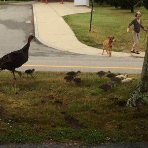 A woman and her dog take note of a turkey family in downtown Falmouth.