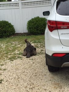 Mama turkey settles into a driveway with her chicks underneath her.