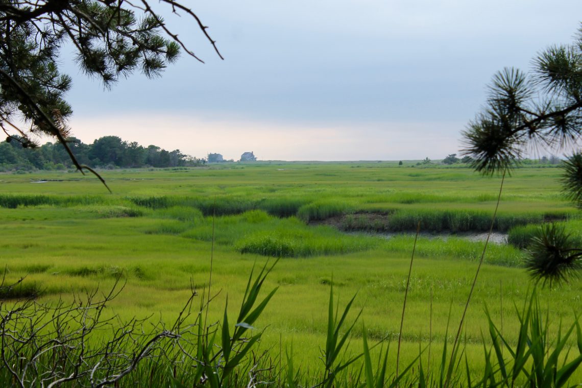 Wellfleet Bay Wildlife Sanctuary Cape Cod Wave