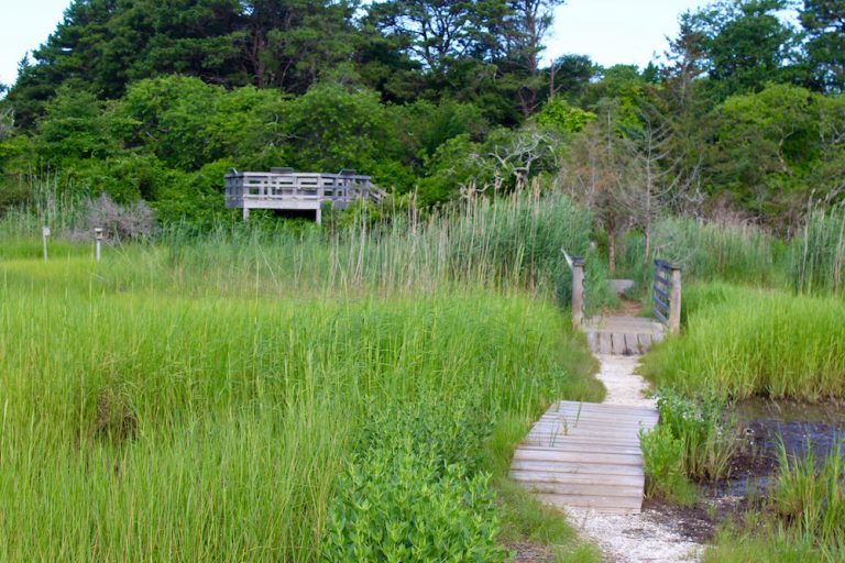 Summer at Stony Brook Valley in Brewster - Cape Cod Wave