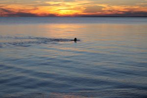 Sunset Swim Chapoquoit