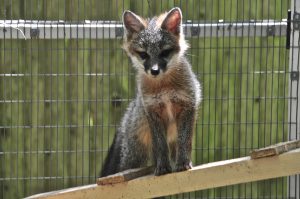 A gray fox kit at Cape Wildlife Center. PHOTO BY HEATHER FONE.