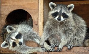 Two juvenile raccoons at Cape Wildlife Center. PHOTO BY HEATHER FONE.