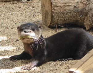A juvenile river otter rehabbing at Cape Wildlife Center. Photo by Heather Fone.