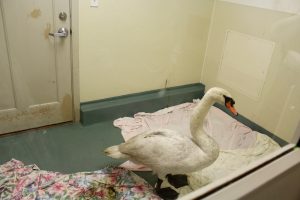 An injured swan is in rehab at Cape Wildlife Center, having been brought in by Barnstable Department of Natural Resources Officer Amy Croteau.