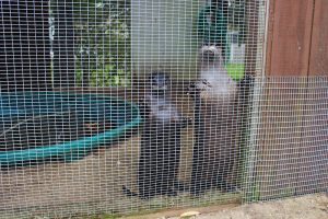 A pair of rehabbing otters are curious about visitors to their cage at the Cape Wildlife Center.