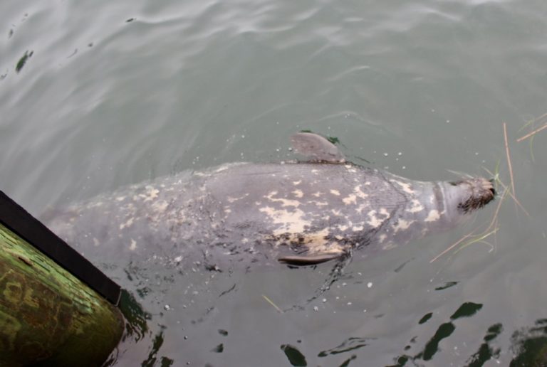 July Day�s End at Chatham Fish Pier Cape Cod Wave