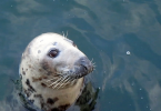 Chatham cute seal