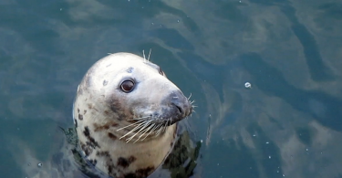 Chatham cute seal