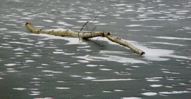 Branch Over Frozen Water
