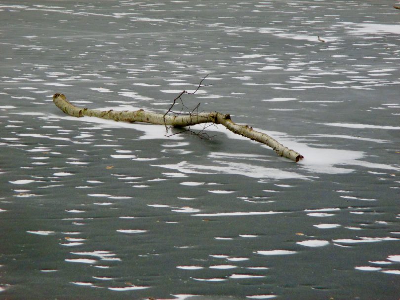 Branch Over Frozen Water