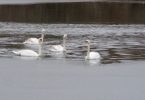 Ice-Breaking Swans
