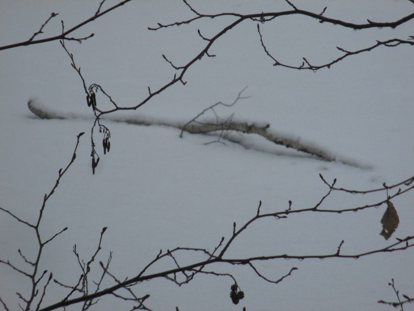 Branch over frozen water