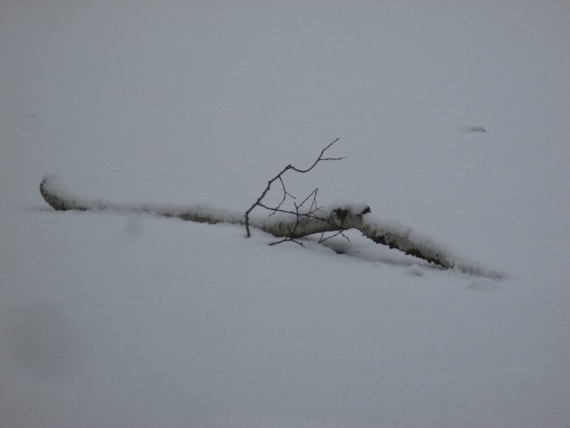 Branch over frozen water