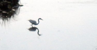 Egret and his shadow