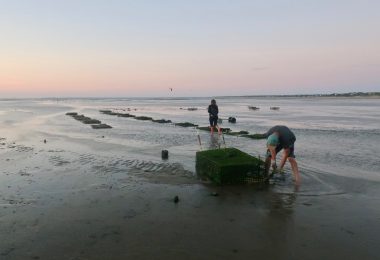 Eastham Oyster farmers