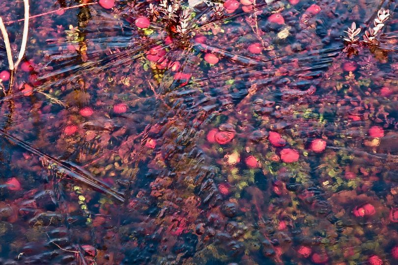 Frozen cranberries by Hoxie Pond