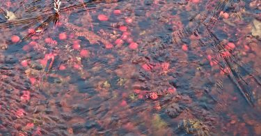 Frozen cranberries by Hoxie Pond