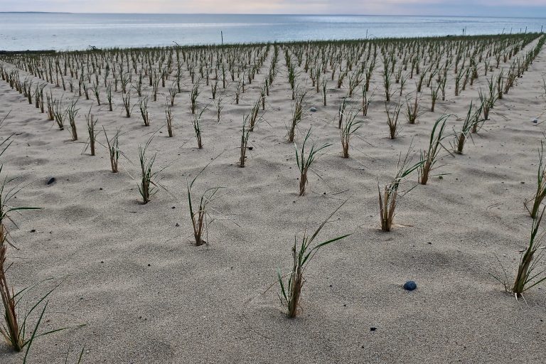 New Herring Cove Beach Parking Lot Slideshow Cape Cod Wave