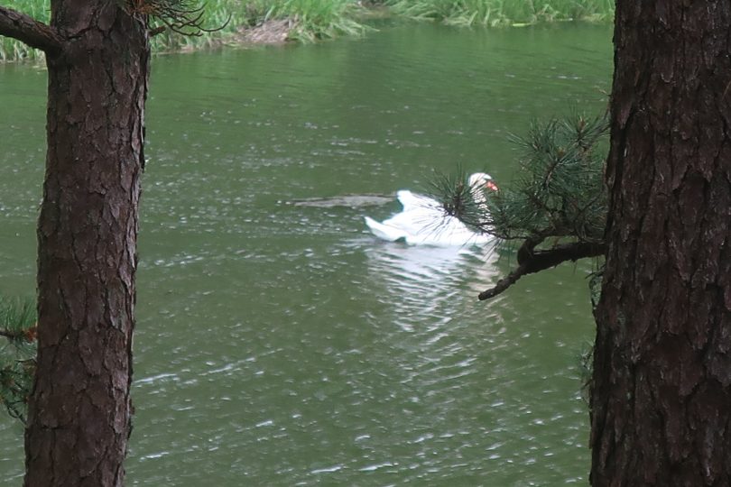 Santuit River swans