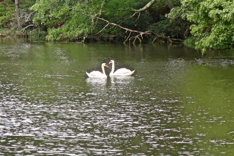 Santuit River swans