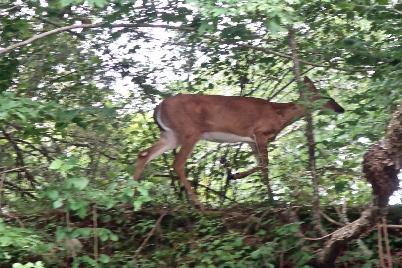 Woods Hole deer
