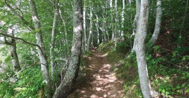 Lee Baldwin Trail