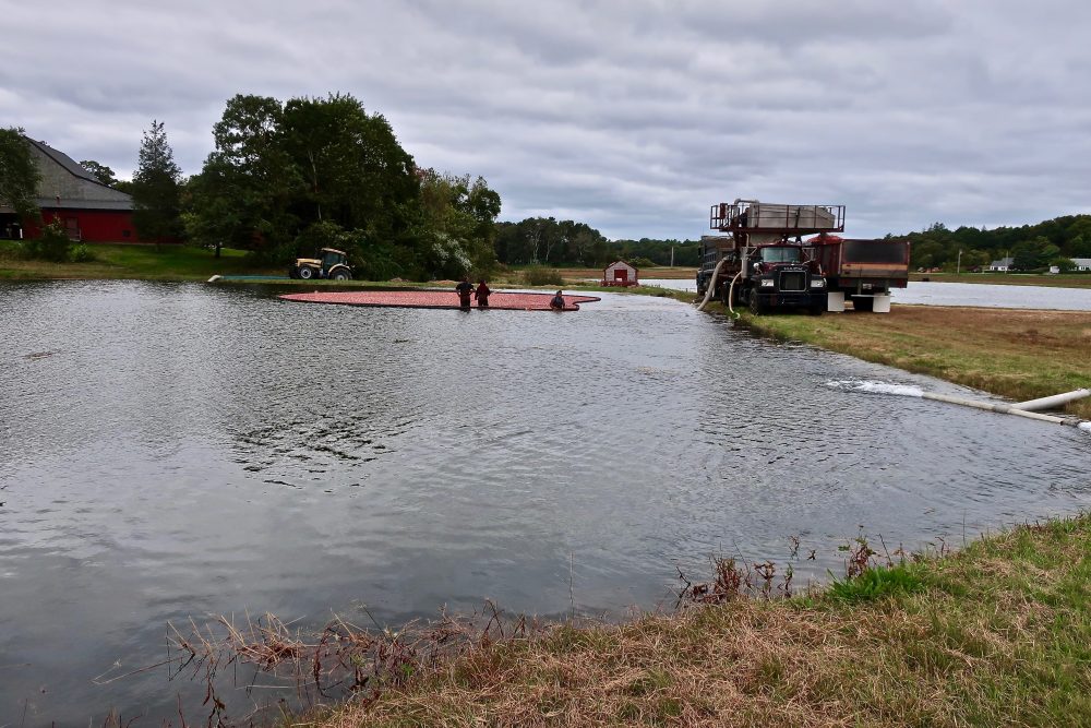 Cranberry Harvest Bourne, 1Minute VIDEO Music By Chandler Travis Cape Cod Wave