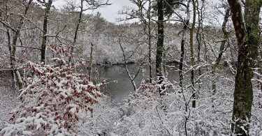 Beebe Woods, First Snow 2019