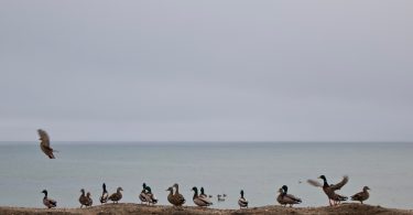 Foggy outlook, ducks in a row